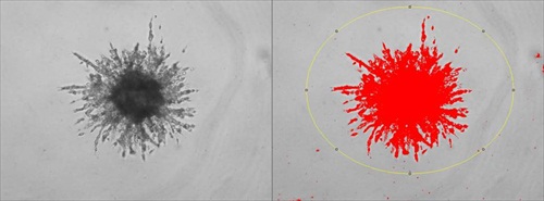 3D Culture 96-Well BME Cell Invasion Assay 