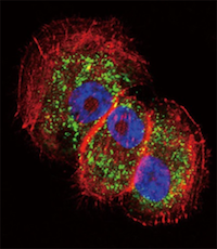 autophagy antibodies