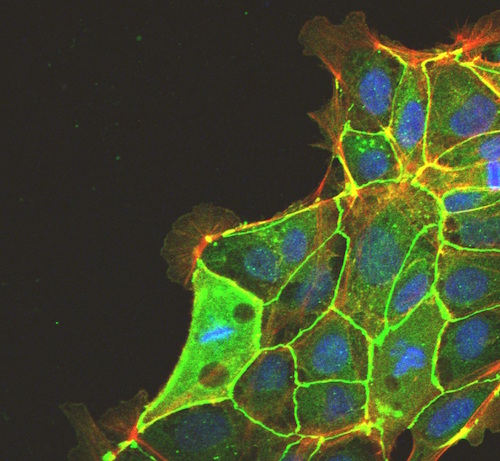 cell culture matrix compatible