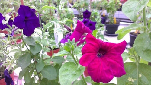 color-changing Petunia 