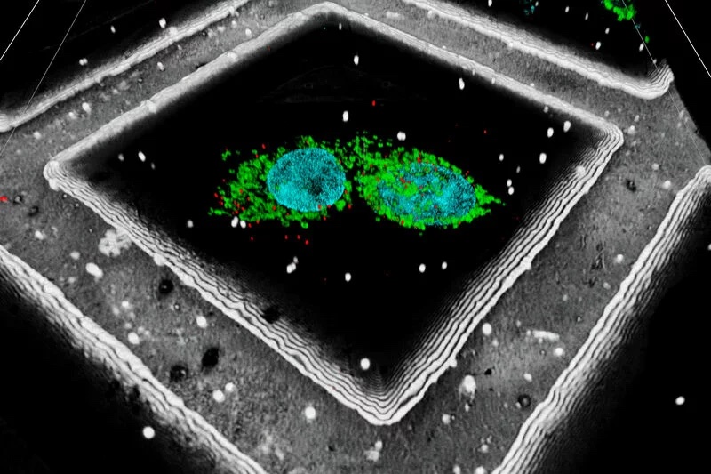 access-what-matters-coral-cryo-workflow-from-leica