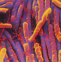 Clostridium-difficile