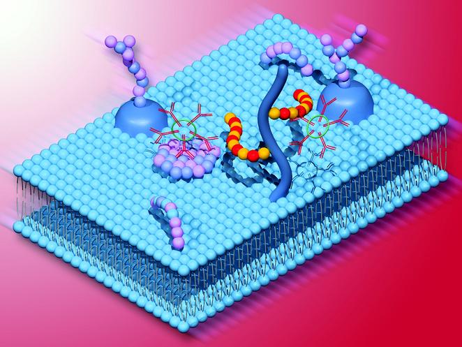 High purity reagents for glycobiology and glycoanalysis