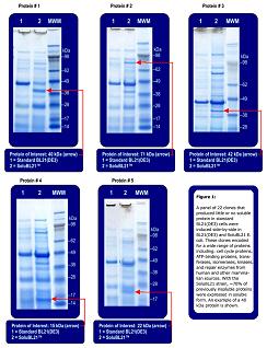 Optimised E.coli Strain Expresses Insoluble Proteins In Soluble Form...