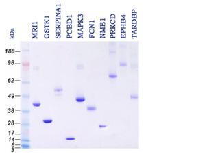 Extensive Range of Purified Full Length Human Proteins