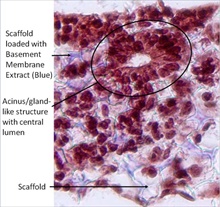 AMSBIO has announced the launch of Alvetex® - a unique cell culture scaffold 