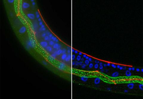 The Olympus cellSens deconvolution solution 