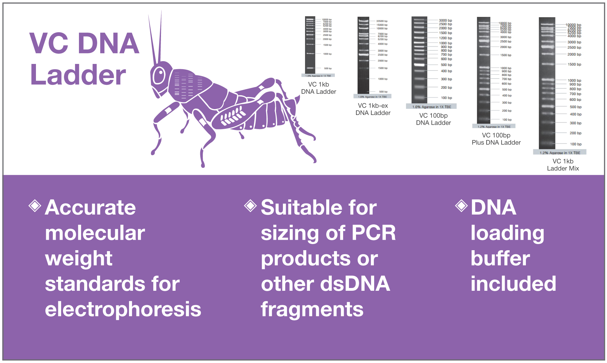 DNA Ladders from Vivantis