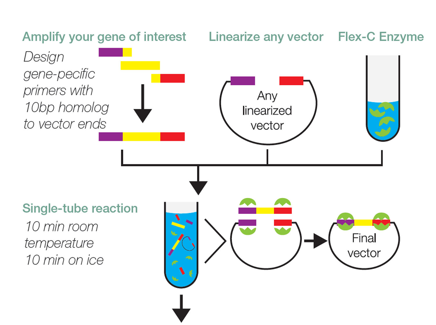 New Vivantis Flex-C Cloning Kit