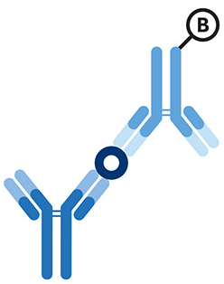 matched antibody pair