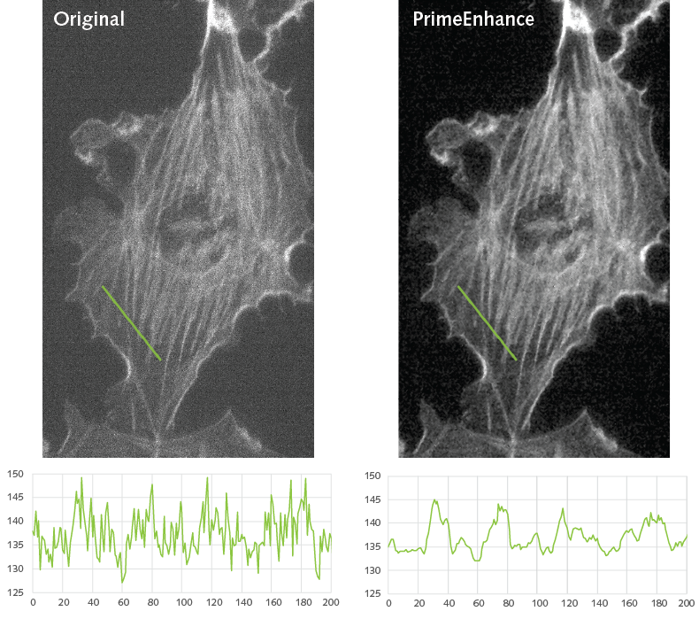 prime-enhance-graphs-cells