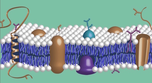 proteoglycan and glycosaminoglycan research