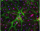 Diverse-Pharmacological-Modulators-Targets-Pathways-Processes