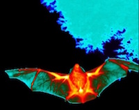thermal bat