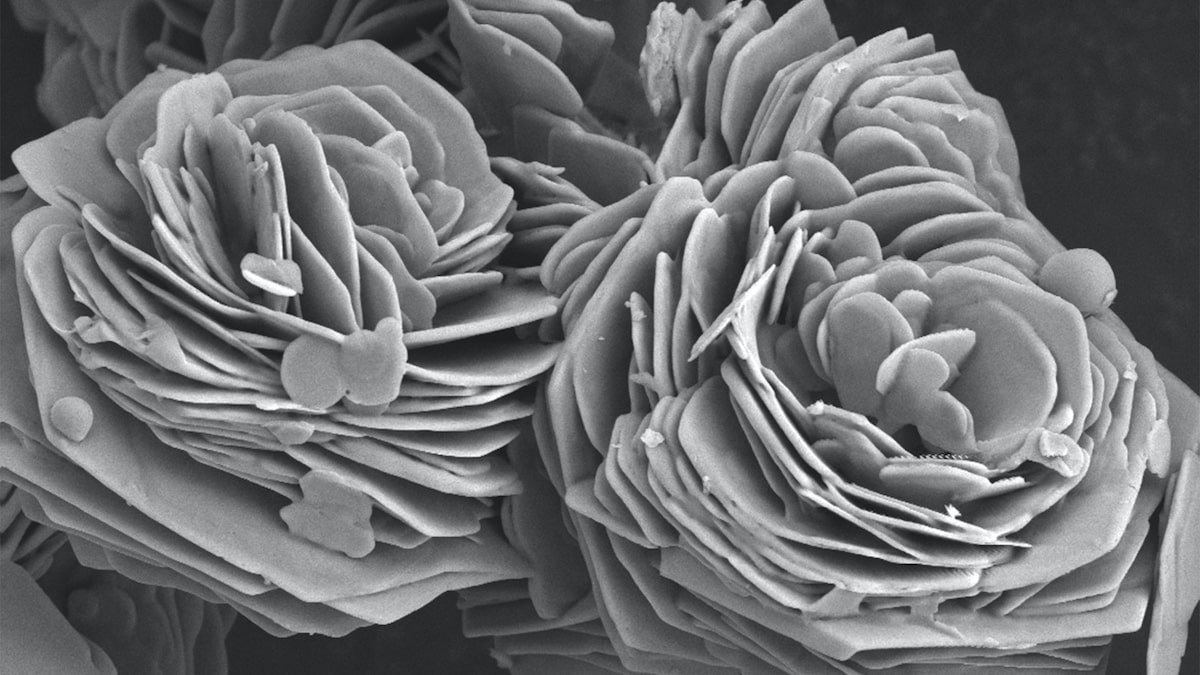 winners-2022-zeiss-microscopy-image-contest-announced