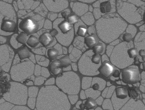 crystals of cytoplasmic polyhedrosis virus 