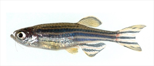 zebrafish