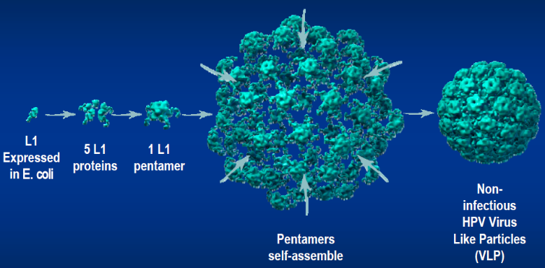 hpv virus cell structure